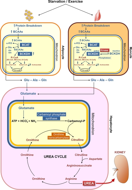Catabolism of branched-chain amino acids. Starvation and exercise stimulate protein breakdown, thereby increasing the concentrations of branched-chain amino acids (BCAAs) in adipose and muscle cells. The BCAAs are transaminated in muscle mitochondria by branched-chain aminotransferase (BCAT), and branched-chain α-keto acids (BCKAs, especially α-keto acid from leucine) inhibit branched-chain α-keto acid dehydrogenase kinase, resulting in elevation of the active state of the rate limiting enzyme branched-chain α-keto acid dehydrogenase complex (BCKDH). Recent results indicate a novel mechanism for regulation of BCAA oxidation in adipose tissue, i.e. changes in the expression of BCAA enzymes, in contrast to altered BCKDH phosphorylation, which is the major mechanism regulating BCAA oxidation in muscle and liver [121]. Ala, alanine; α-KG, α-ketoglutarate; Glu, glutamate; Gln, glutamine; IB-CoA, isobutyryl-coenzyme A; IV-CoA, isovaleryl-coenzyme A; MB-CoA, α-methylbutyryl-coenzyme A; R-CoA, acyl-coenzyme A; TCA, tricarboxylic acid.