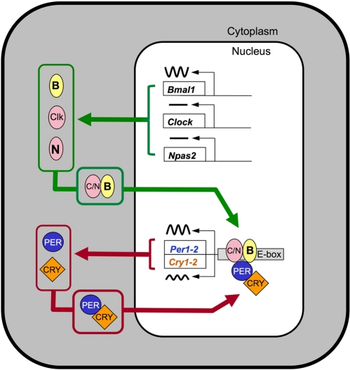Model illustrating the core transcriptional-translational feedback loop underlying circadian rhythmicity