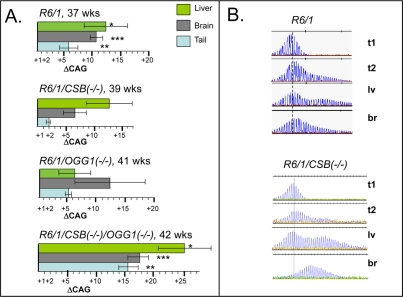 Somatic instability in HD mice deficient in different DNA repair enzymes