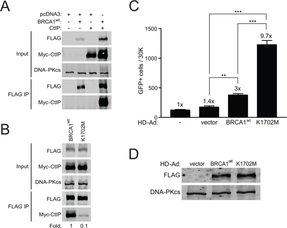 K1702M binds CtIP poorly relative to wild-type BRCA1 and results in hyper-recombination