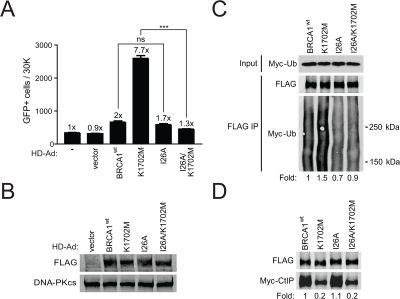 K1702M increases ubiquitination of the BASC which is required for hyper-recombination