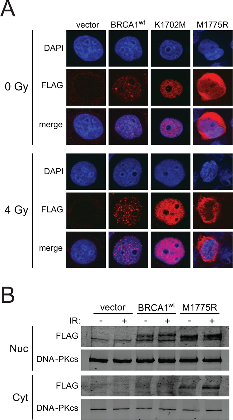 BRCA1 BRCT mutants expressed from HD-Ad vectors enter the nucleus of HCC1937 cells