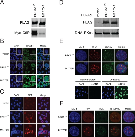 M1775R is defective in CtIP binding and increases RAD51 and RPA pan-nuclear immuno-staining that in part co-localizes with elevated ssDNA formation but not atypical PML-NBs