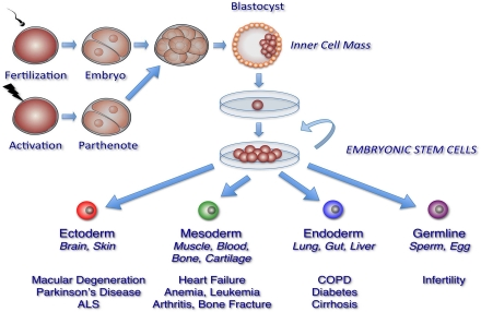 Generation of pluripotent human embryonic stem cell lines