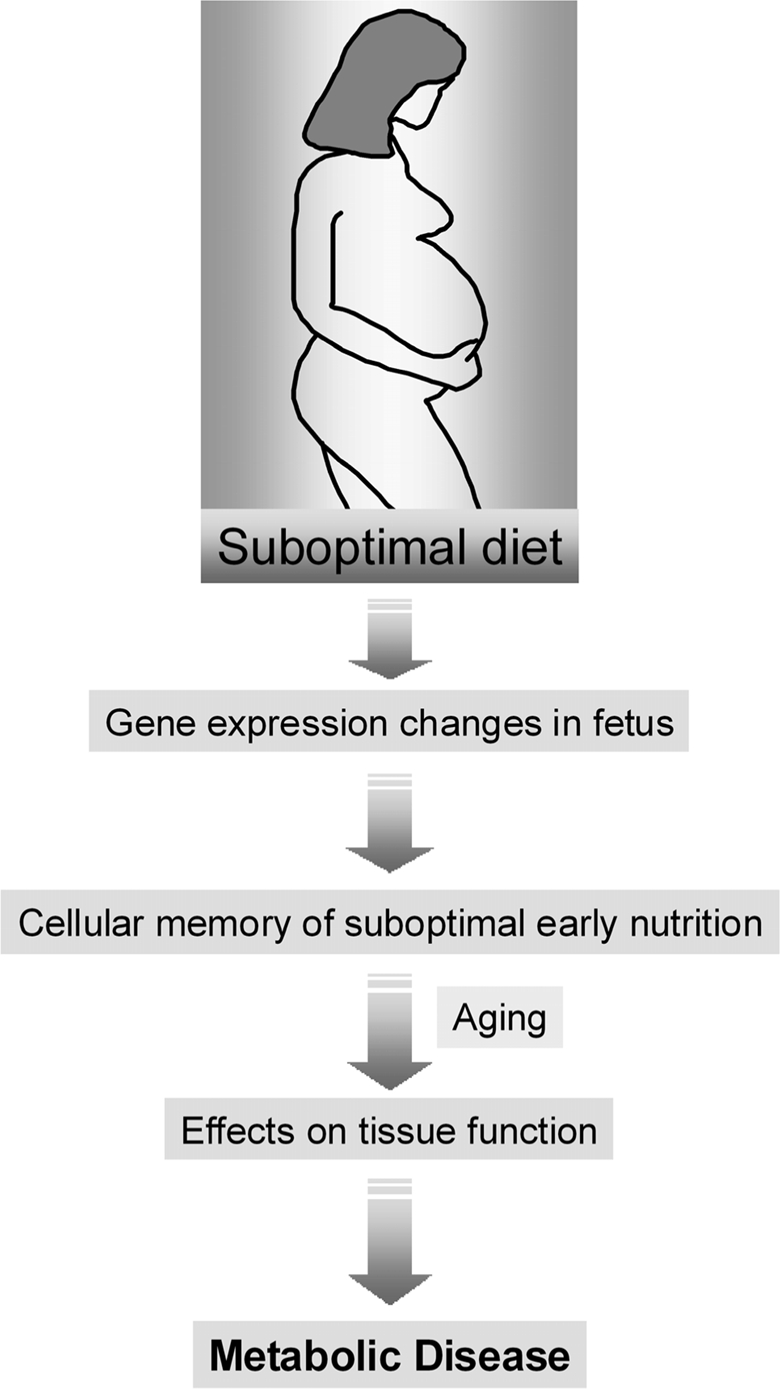 The role of maternal diet in the development-tal origins of metabolic disease. An abnormal diet during pregnancy can induce gene expression changes in the developing fetus. These changes are then perpetuated during many subsequent rounds of cell division throughout the lifetime of the offspring (cell memory) and may lead to an increased disease risk in the adulthood.