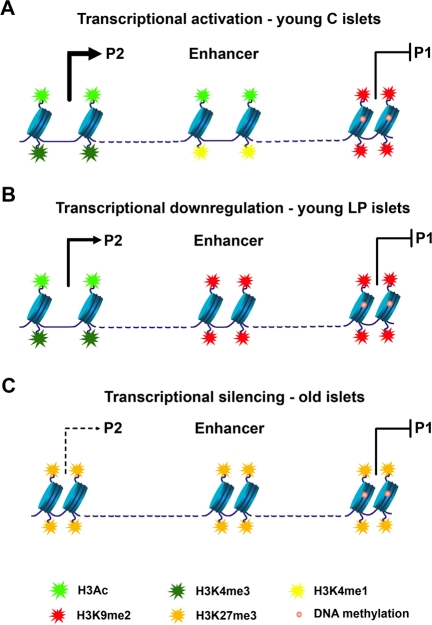 Model of epigenetic control at the Hnf4a locus. (A) In young control islets the P2 promoter has low levels of DNA methylation and is associated with open chromatin and high levels of transcription (enrichment in H3Ac and H3K4me3). An active downstream enhancer (enriched in H3Ac and H3K4me1) is essential for high levels of P2 transcription. Accessibility of transcription factors to the P1 promoter is blocked by DNA methylation and H3K9me2. (B) Down-regulation of P2 transcriptional activity in young LP islets results from loss of enhancer activity. The enhancer adopts a closed chromatin configuration with enrichment in H3K9me2 and depletion of active histone marks. (C) Transcriptional silencing along the Hnf4a locus during aging is achieved especially by recruitment of H3K27me3.