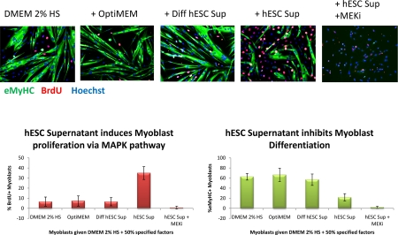 Primary myoblasts were cultured for 24 hours in DMEM + 2% Horse Serum and 50% of the supernatant specified. 10 μM of MEK inhibitor was added to some wells, as indicated. At 24 hours, cells were pulsed with 10 μM BrdU for 2 hours and fixed with 70% ethanol. Cells were immuno-stained for eMyHC (green) and BrdU (red); Hoechst (blue) was used to label all nuclei Automated imaging of these cells was done using ImageXpress and automated counting of percent of eMyHC+ and BrdU+ cells was performed by quantifying at least 100 sites per experimental sample by MetaExpress. hESC supernatant enhanced myoblast proliferation in a MAPK-dependent manner and diminished differentiation into myotubes.