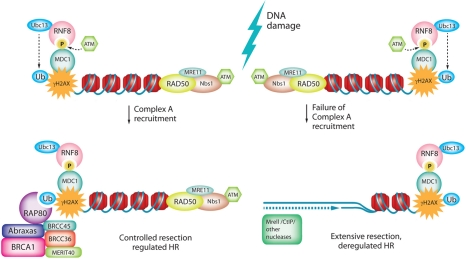A-Complex regulates DSB resection