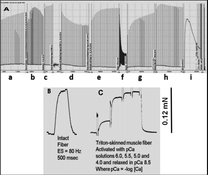 Original and unfiltered recording of a SOL muscle from Wt mice illustrates robustness of our preparations as it can undergo a multitude of experimental manipulations during a prolonged protocol without signs of deterioration