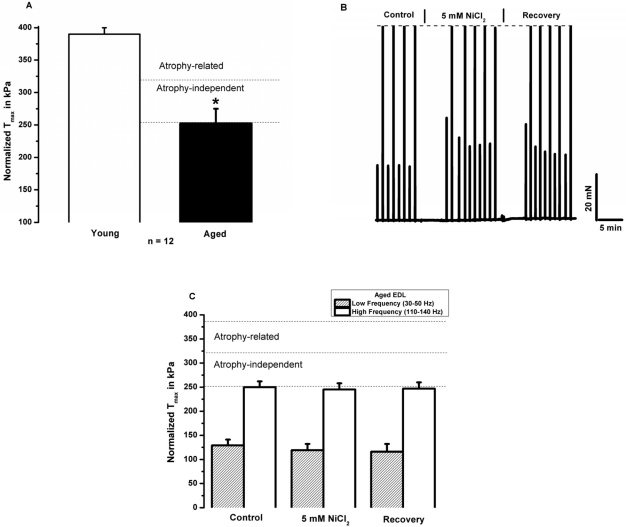 Reduced specific force in aged skeletal muscle associates with blunted [Ca2+]o dependence