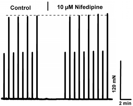 L-type/DHPR inhibition does not explain ex-tracellular Ca+2 dependence in young skeletal muscles