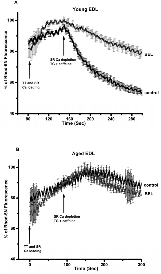 Direct visualization of SOCE in mechanically EDL skinned muscle fibers of young and old muscles with BEL reveals robust SOCE in young but compromised SOCE in aged muscle