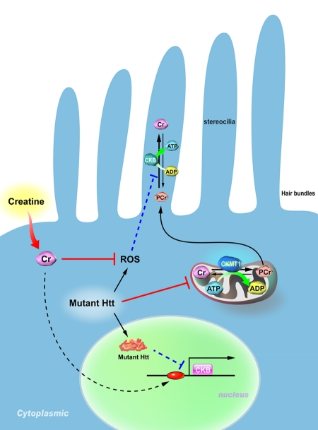 Proposed model for the pathogenesis of hearing impairment in Huntington's disease (HD)