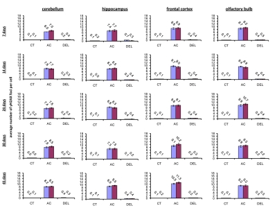 Radiation-induced DNA damage and cell proliferation in brain regions of male and female mice of different ages