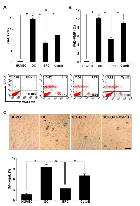 Cumulative death (A), apoptosis (B) and premature senescence (C) of stressed endothelial cells and effects of co-culture with EPC