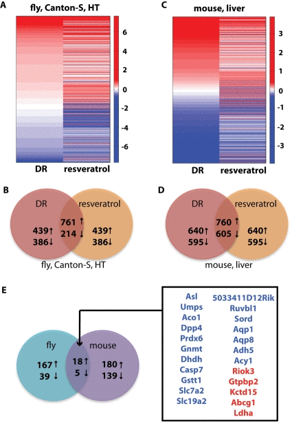 Comparison of dietary restriction and resveratrol treatment in fruit fly and mouse. (A) Heat map of the fold-changes of the genes selected by the list comparison algorithm in either the DR or resveratrol dataset in the head-thorax (HT) of Canton-S female fruit flies. (B) The Venn diagram of the genes selected in the comparison between DR and resveratrol in the fly dataset shows a significant intersection of 975 genes. (C) Heat map of the fold-changes of the genes selected by the list comparison algorithm in either the DR or resveratrol dataset in the mouse liver dataset from Pearson et al. [17]. (D) The Venn diagram of the genes selected in the comparison between DR and resveratrol in the mouse liver dataset shows a significant intersection of 1,365 genes. (E) Venn diagram of the comparison between the DR/resveratrol signature in fly and mouse. The 23 genes in common are listed and color-coded in blue (up-regulated) and red (down-regulated). The 229 fly genes and 342 mouse genes used in this comparison were selected out of the 975 and 1,365 respectively as having a homolog gene in the other species.