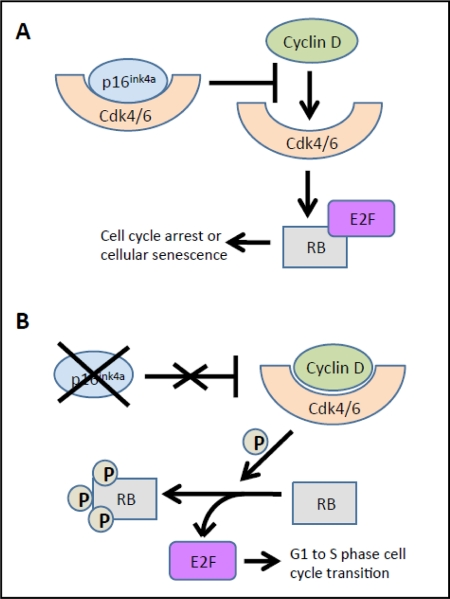 Effects of p16Ink4a on Cdk4/6