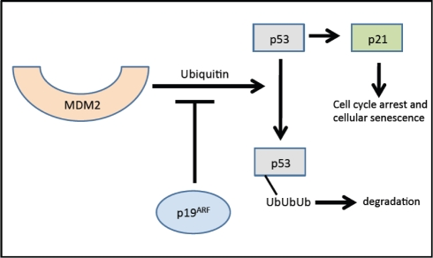 Effects of p19Arf on the cell cycle