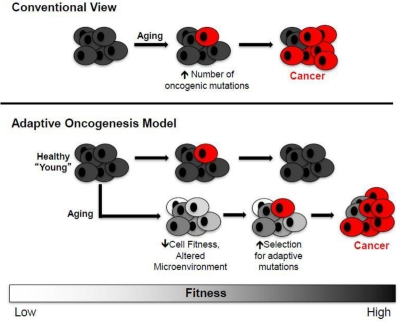 Conventional and Adaptive Oncogenesis Models for Tumorigenesis