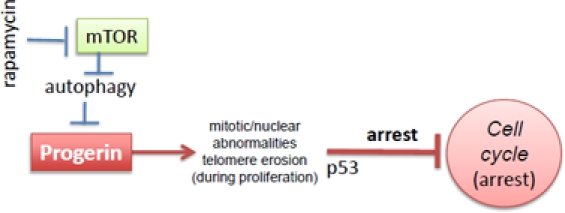 Progerin-induced replicative limit in progeric cells