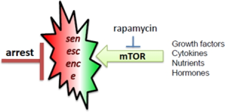 mTOR-driven senescence in arrested normal cells