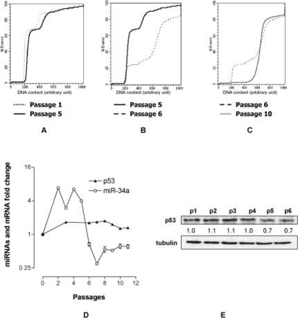 MEF immortalization is characterized by a p53-dependent events