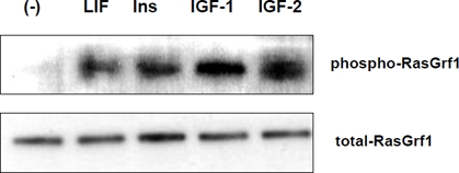 RasGrf1 phosporylation in murine embryonic ES-D3 cells