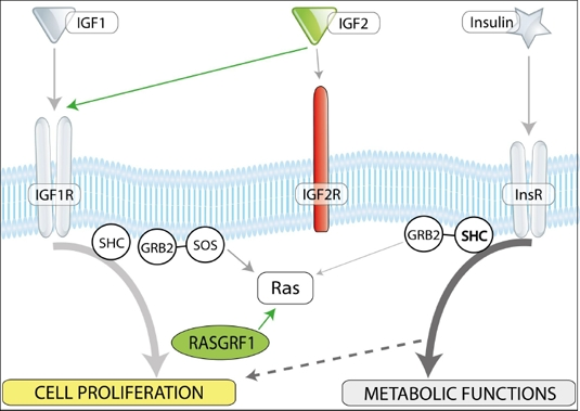 Insulin/IGF-1 and -2 signaling and imprinted genes