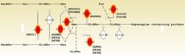 N-glycan degradation pathway enriched by pathway analysis