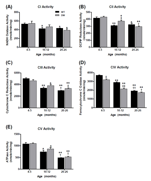 Measurement of ETC complex activities from young, middle aged and old WT and dwarf mouse pectoralis muscle mitochondria