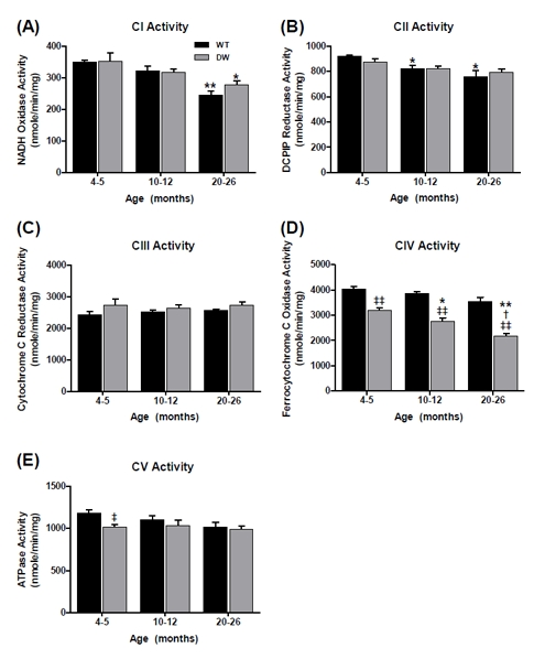 Measurement of ETC complex activities from young, middle aged and old WT and dwarf mouse quadriceps muscle mitochondria