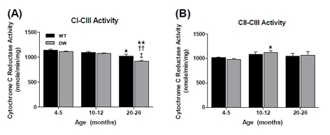 Measurement of coupled mitochondrial ETC complex activities from young, middle aged and old WT and dwarf mouse quadriceps muscle mitochondria