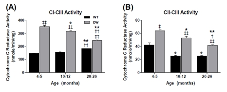 Measurement of coupled mitochondrial ETC complex activities from young, middle aged and old WT and dwarf kidney mitochondria