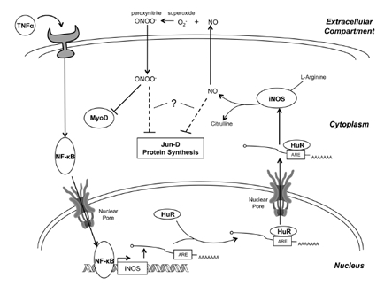 The mechanism of iNOS-induced muscle wasting