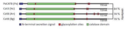 Schematic representation of PaCATB and different homologues