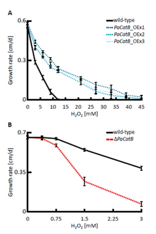 Analysis of hydrogen peroxide tolerance