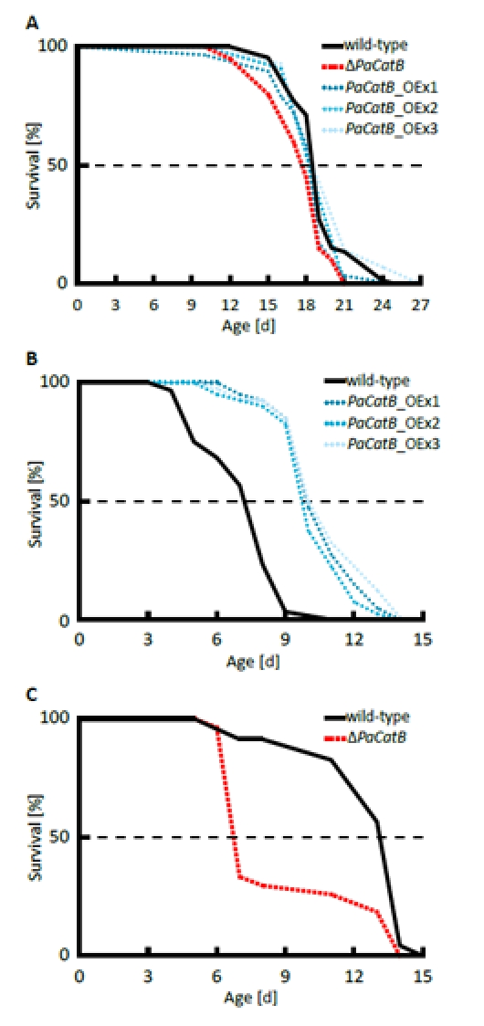 Determination of median lifespan under normal and oxidative stress condition. A