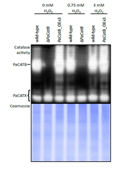 Examination of catalase activity during oxidative stress conditions