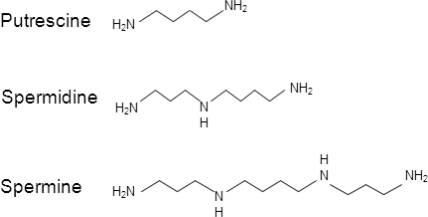 Putrescine, spermidine and spermine chemical structure