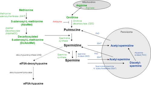 Polyamine metabolism. Green: biosynthesis; blue: catabolism; red: inhibitory protein; black: eIF5A synthesis from spermidine