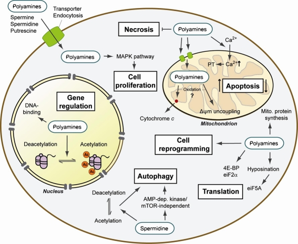 Summary of the cellular mechanisms of action of polyamines