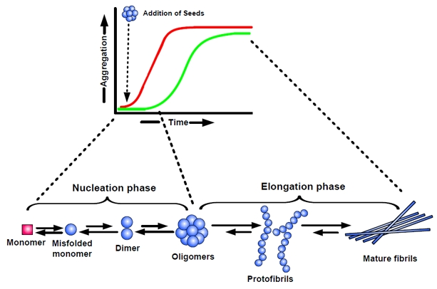 Phosphorylation of amyloid beta (Aβ) peptides – A trigger for formation of  toxic aggregates in Alzheimer's disease - Figure F2 | Aging