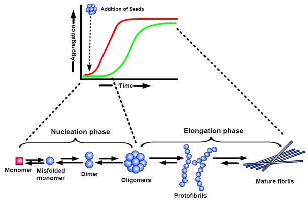 Nucleation-dependent polymerization model of amyloid aggregation