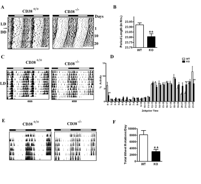 Circadian defects in the behavioral rhythm of CD38-KO mice