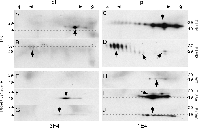 Detection of oligomeric state of wild-type and mutant PrP