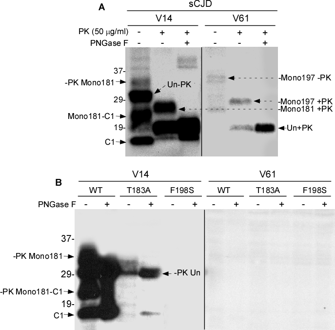Two-dimensional gel electrophoresis and blotting of wild-type and mutant PrP captured by g5p and treated with PK or with PK plus PNGase F
