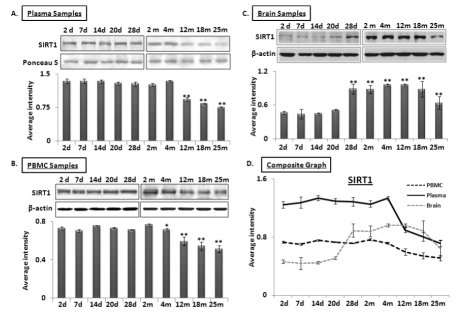 Age-dependent expression levels of SIRT1 in blood and tissue samples of C57/B6 mice