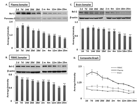 Age-dependent expression levels of Bcl-2 in blood and brain tissue samples of C57/B6 mice