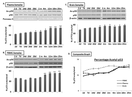 Age-dependent changes in ratio of acetylated to total p53 in blood and brain samples of C57/B6 mice