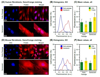 Staining of total protein in intact cells and visualization by fluorescence microscopy